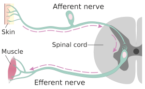 Afferent and Efferent nerve