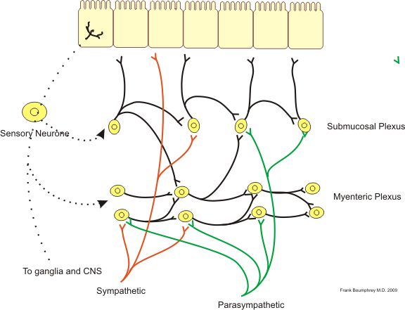 Illustration showing the neurons of the gut wall and their connections.