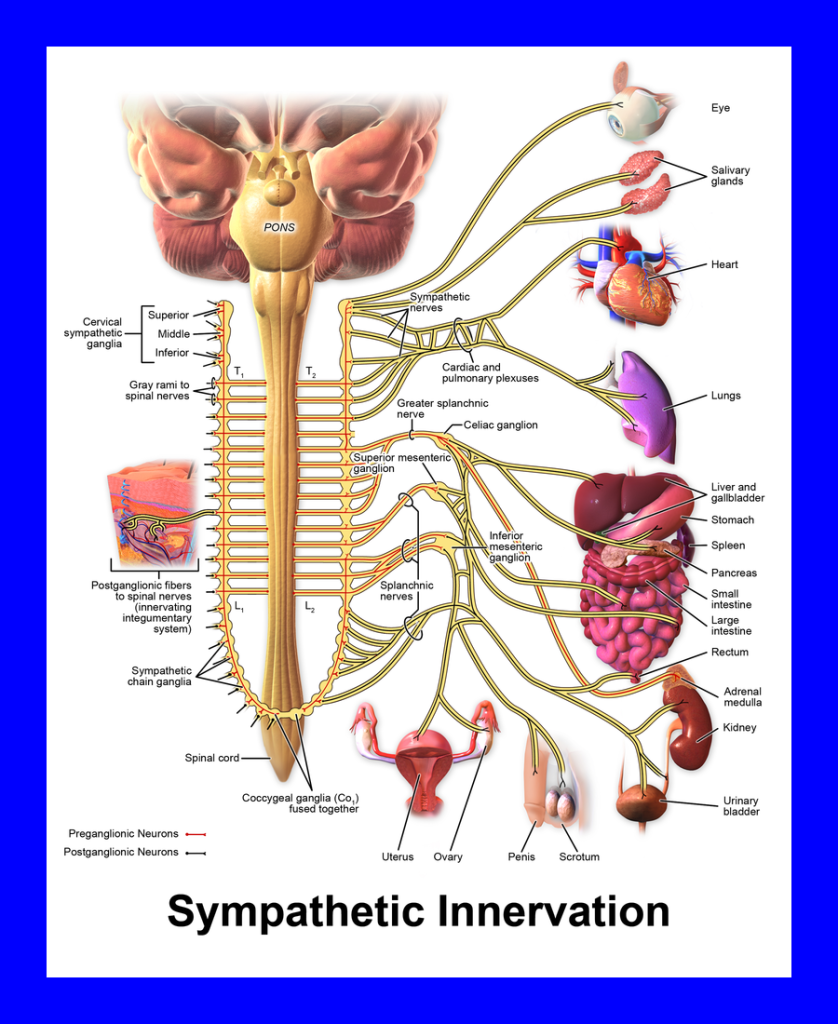 Diagram showing the components of the sympathetic nervous system.