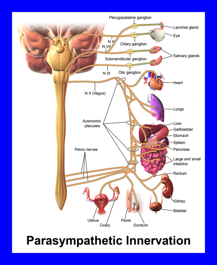 Diagram showing the elements of the parasympathetic nervous system.