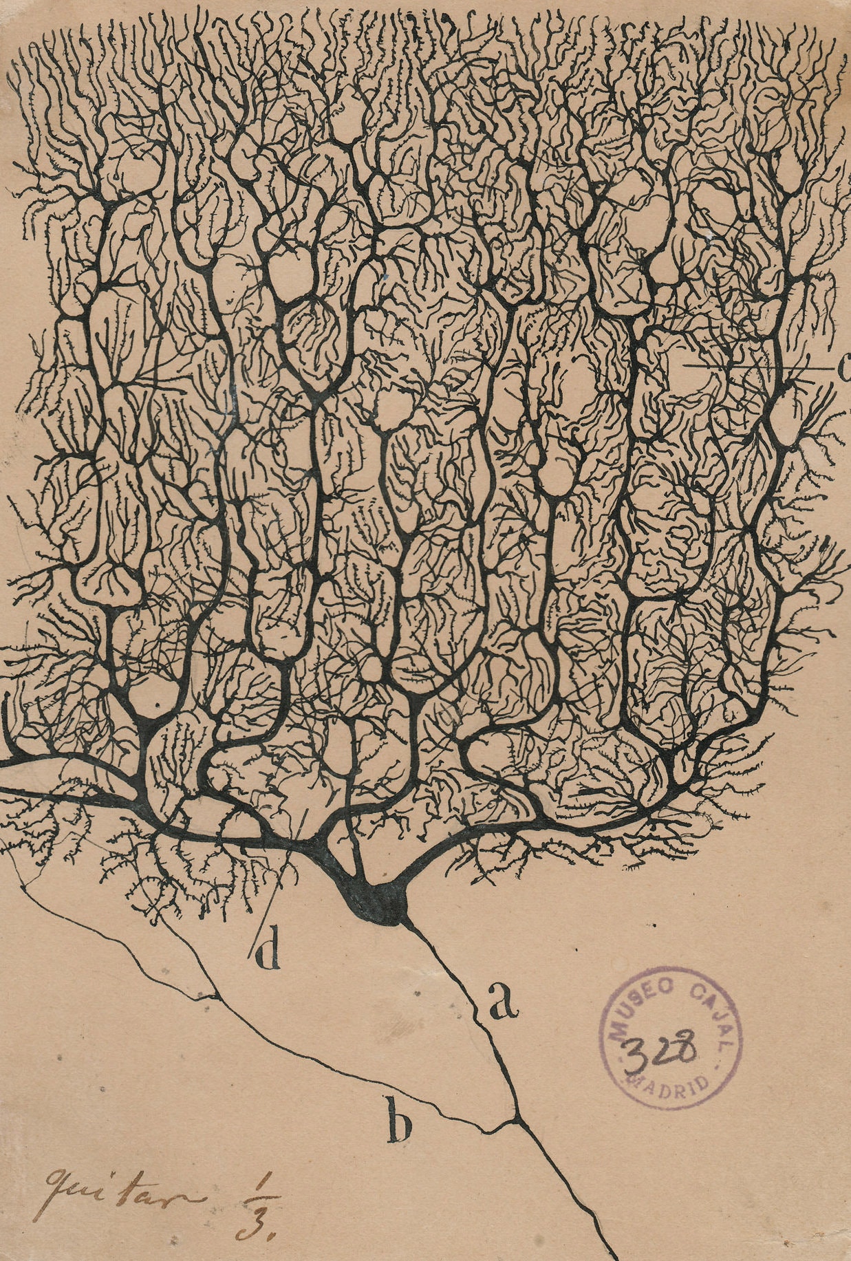 Pen and ink drawing of a Purkinje cell by Santiago Ramon y Cajal.