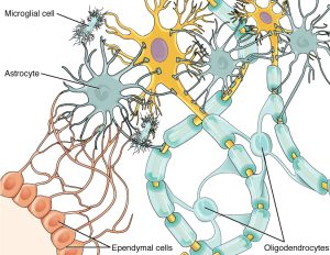 Cells of the Nervous System | Glia – Integrated Human Anatomy and ...