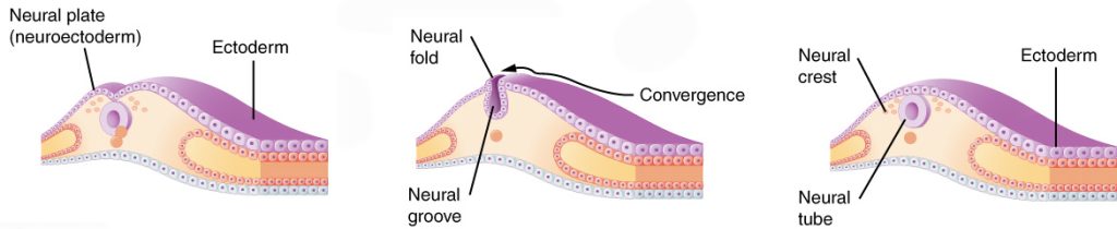 Diagram showing the process by which the neural tube and neural crest are formed.