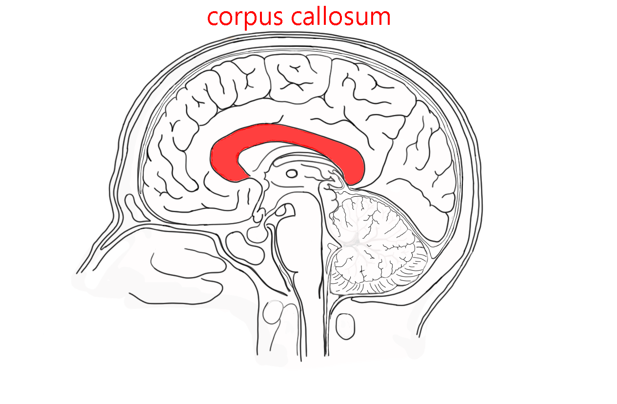 Diagram of a midsagittal cut of the human brain showing the location of the corpus callosum.