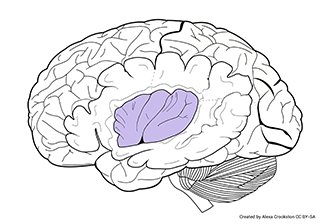 Diagram of a lateral view of the human brain with tissue removed to show the insula.