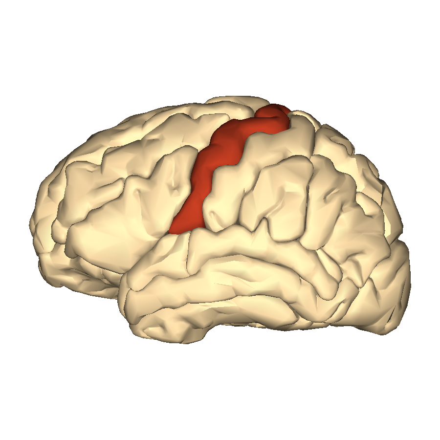 Illustration showing the location of the precentral gyrus in the human brain.