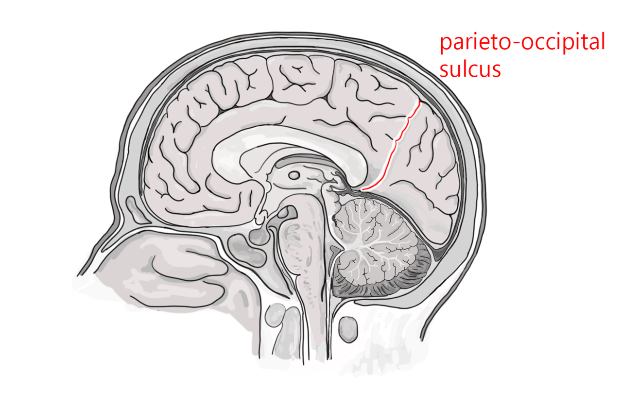 Diagram showing the location of the parieto-occipital sulcus.