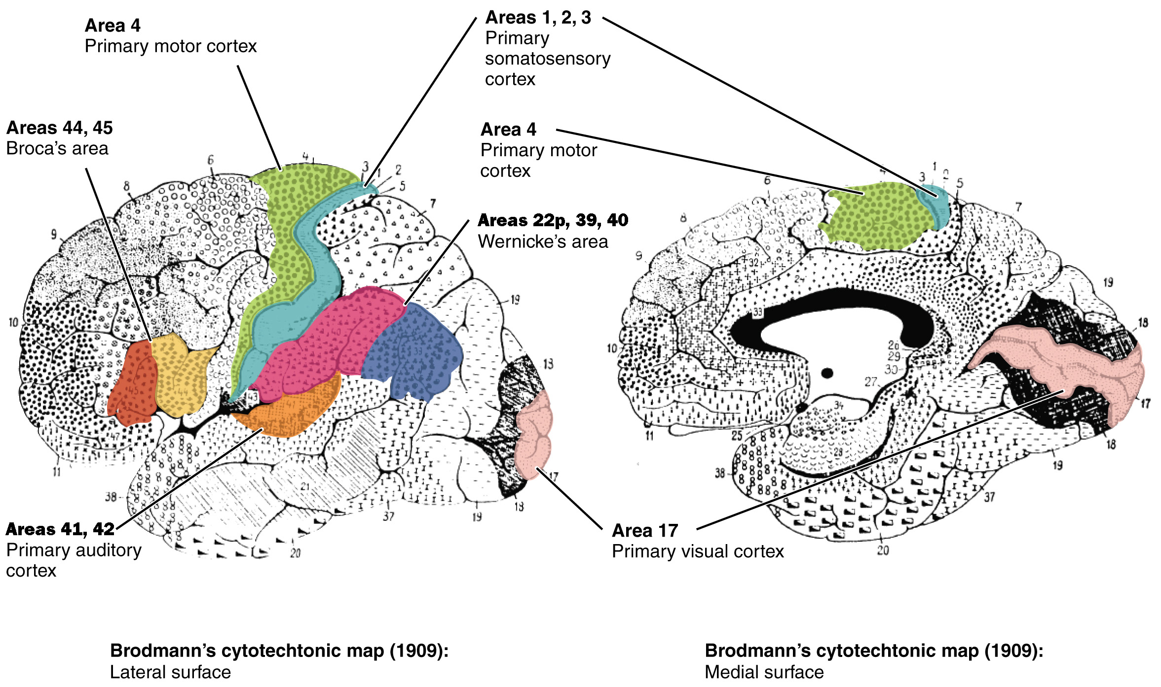 Map of the human brain, derived from the classic work of Brodmann (1909).