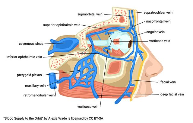 Diagram showing the anatomy of the venous drainage into the cavernous sinus.