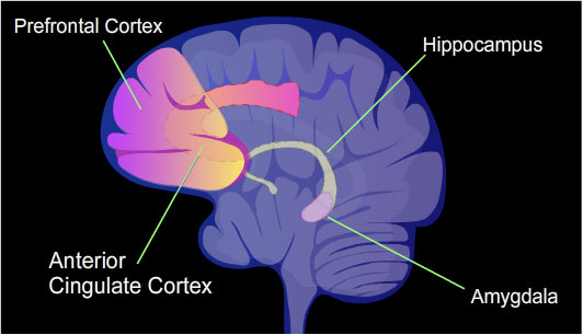 Diagram showing elements of the limbic system.