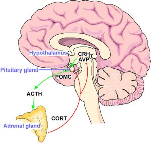 The hypothalamo–pituitary–adrenal (HPA) stress axis. The neuropeptides corticotropin-releasing hormone (CRH) and arginine vasopressin (AVP) are expressed in the parvocelluar neurons of the hypothalamic nucleus paraventricularis. The joint release of CRH and AVP into the portal blood vessels leads to potent stimulation of anterior pituitary ACTH secretion and in turn of corticosterone from the adrenal glands. The activational effects of the HPA axis are counteracted by the inhibitory effects of glucocorticoid receptors expressed in the hippocampus, hypothalamus, and anterior pituitary.