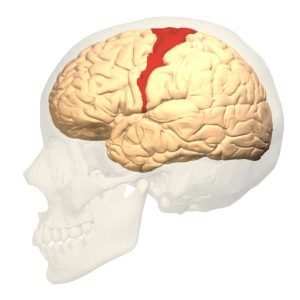 A lateral view of the brain showing Brodmann area 4 (primary motor cortex)