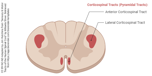 Diagram showing motor tracts of the human spinal cord.