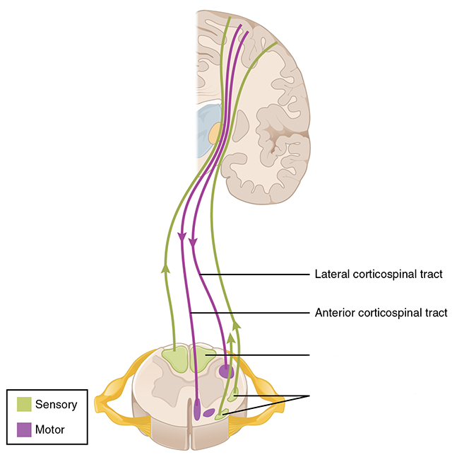 Diagram of the human motor pathways.