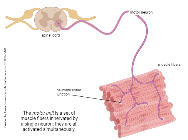 Diagram illustrating the concept of a motor unit.