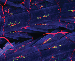 Photograph of a Drosophila neuromuscular junction with neurons stained in red