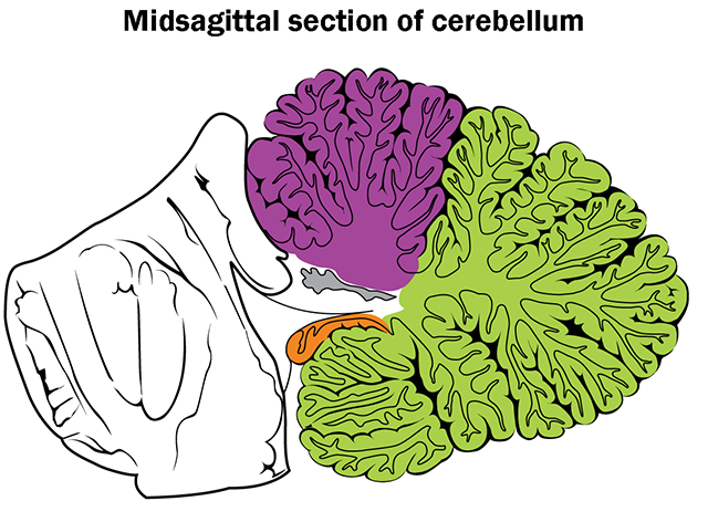 Diagram showing the regions of the cerebellum.