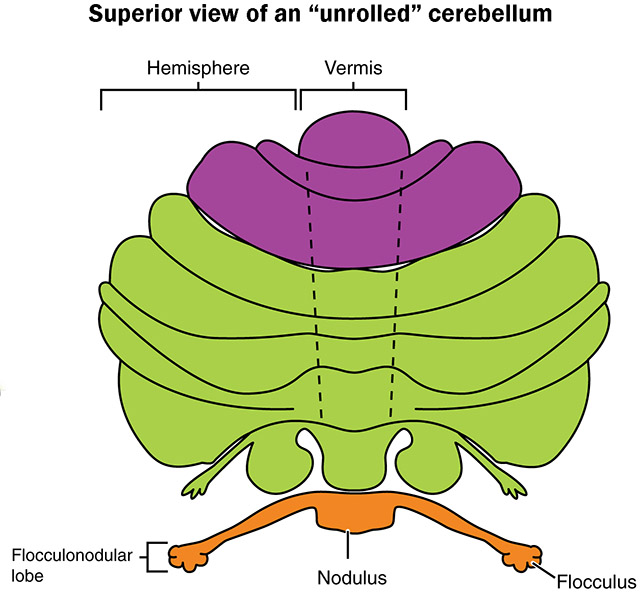 Diagram showing the regions of the cerebelllum.