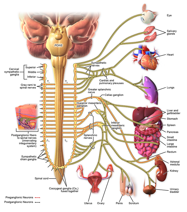 Diagram of the sympathetic nervous system.