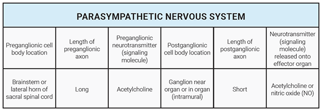 Table listing the location and chemistry of neurons in the parasympathetic nervous system.