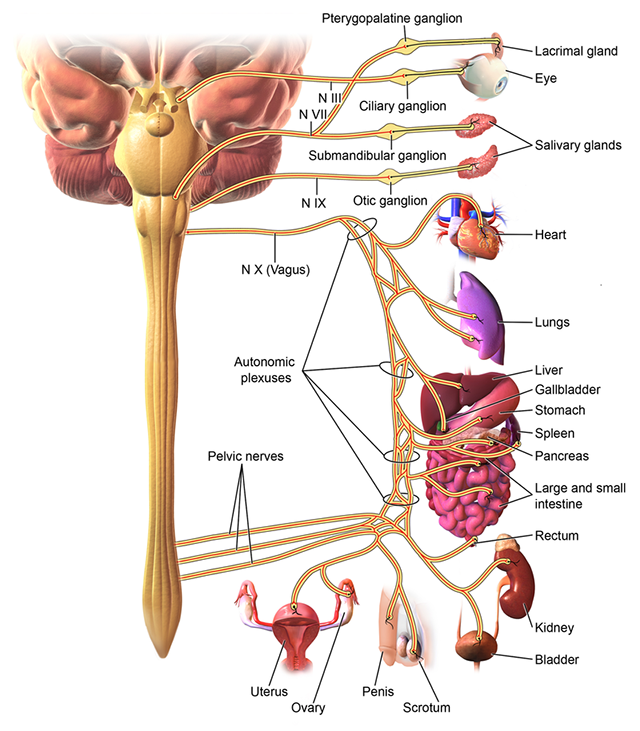 Diagram of the parasympathetic nervous system.