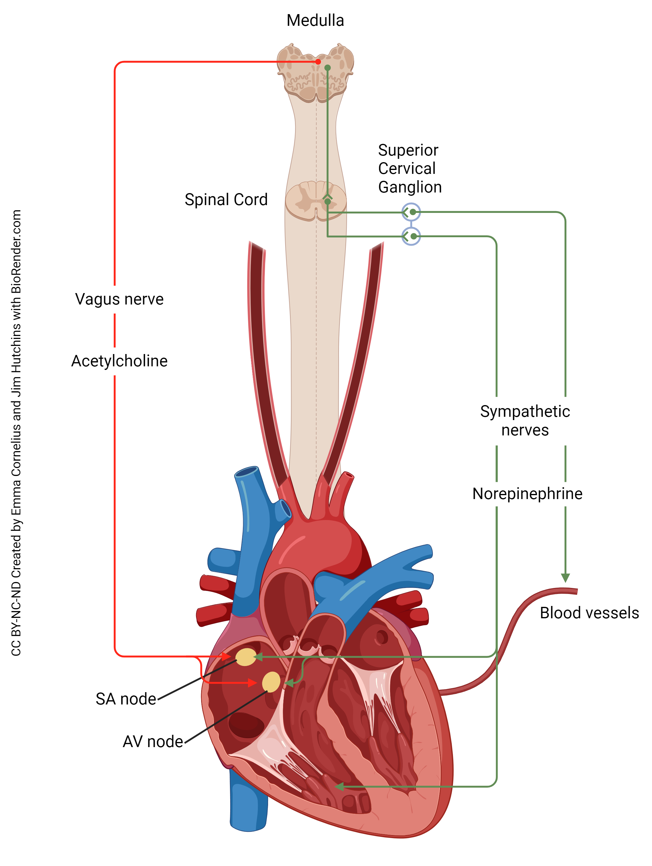 Diagram showing the autonomic innervation of the heart.