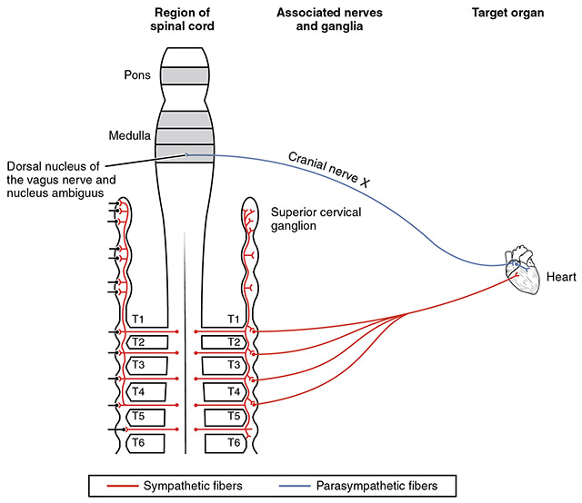 Diagram showing the autonomic innervation of the heart.