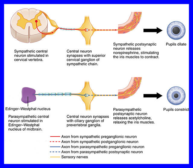 Diagram showing the autonomic pathways that control pupil size.