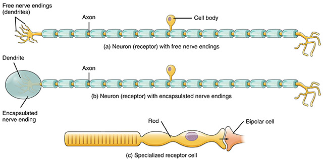 Diagram of sensory receptor types.