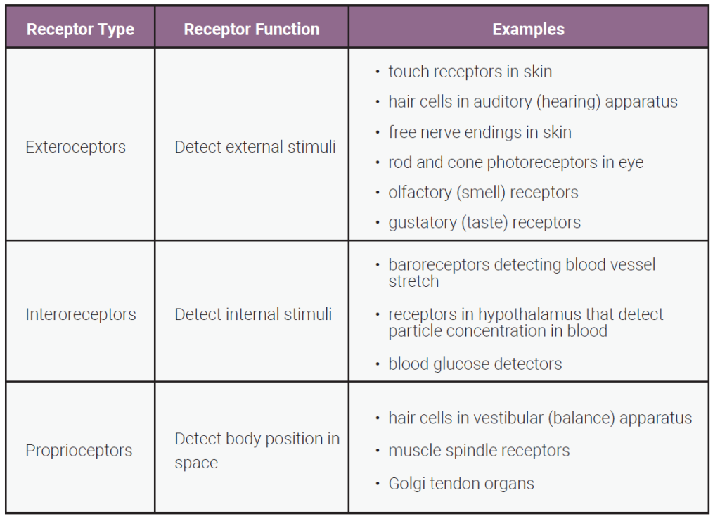 Table classifying sensory receptors by source of input.