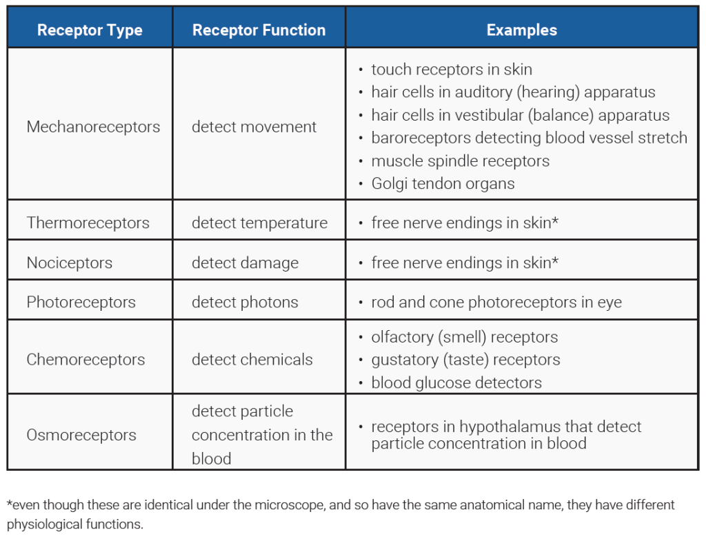 Table classifying receptors by the type of energy which activates them.