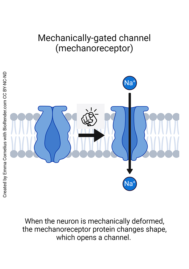 Diagram showing a mechanically-gated channel.