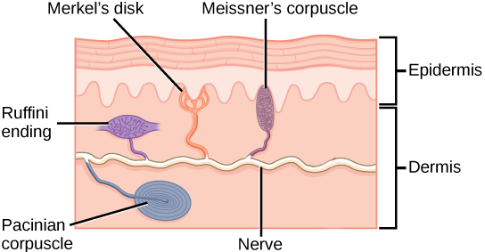 Diagram showing the sensory receptors of skin.