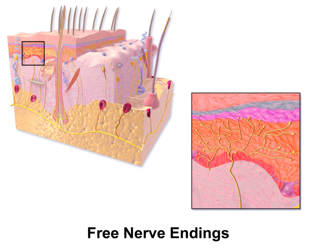 Diagram showing free nerve endings in the skin.