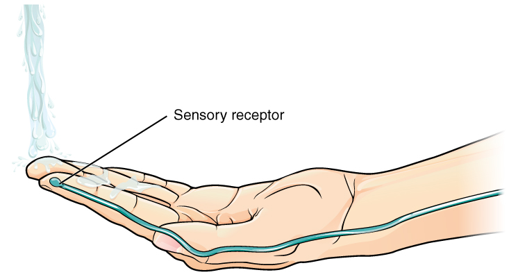 Diagram showing water running over a hand and activating sensory receptors in the finger.