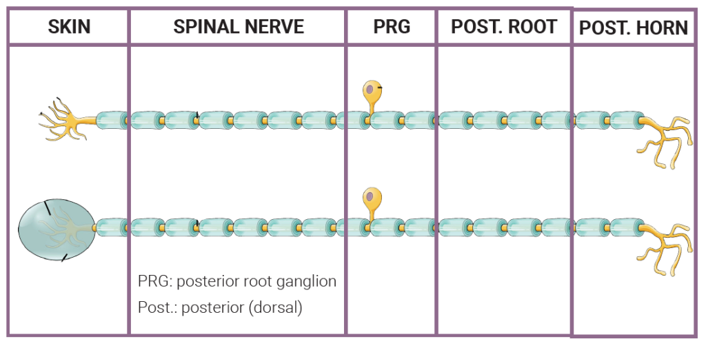 Diagram of three types of sensory neuron modified to show where different parts of the neuron are located.