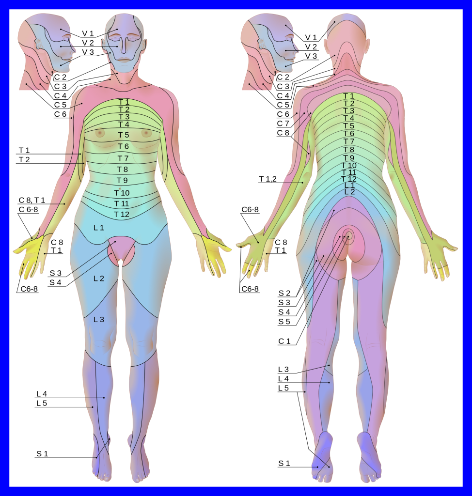 Diagram showing a map of the dermatome regions of the human skin.