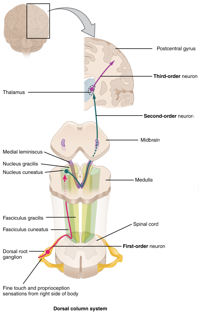 Diagram showing the pathways taken by light touch, vibration, and two-point discrimination in the spinal cord and brain.