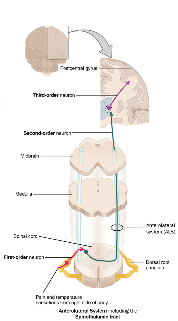 Diagram showing the location of the anterolateral system (ALS).