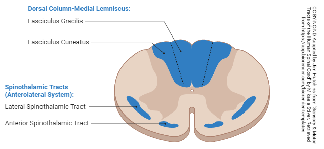 Diagram showing the location of sensory tracts in the spinal cord.