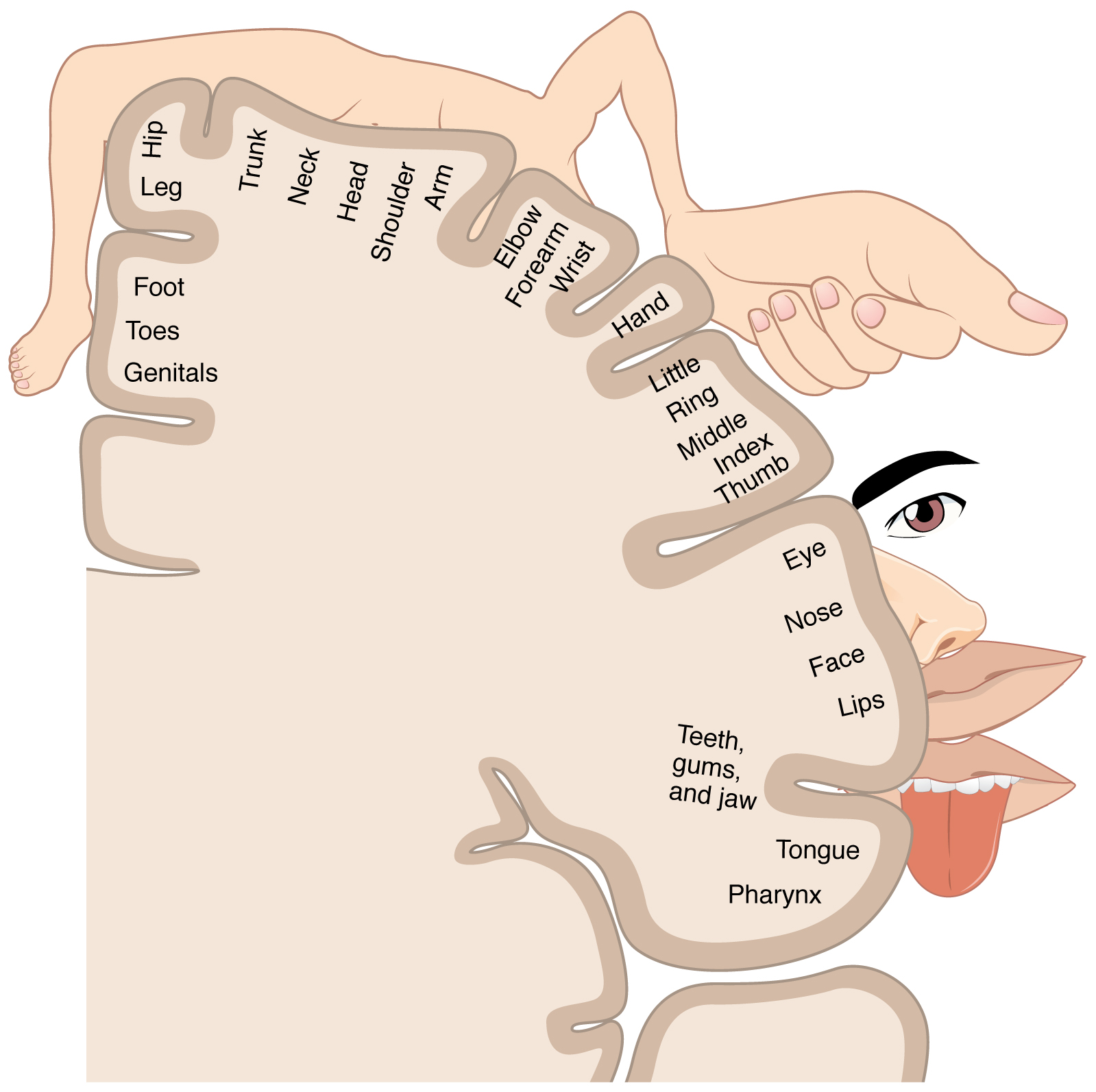 Diagram showing the homunculus of the human brain.