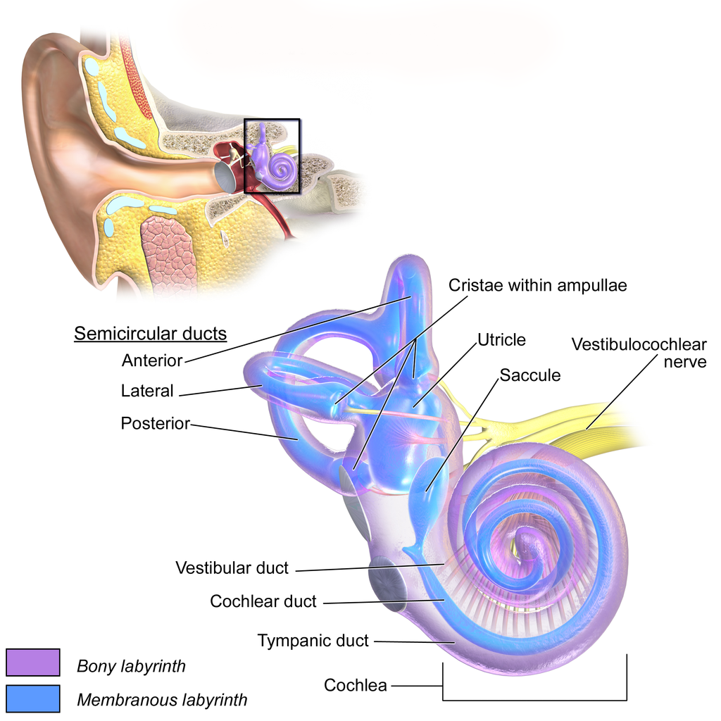 Diagram of the structures of the inner ear.