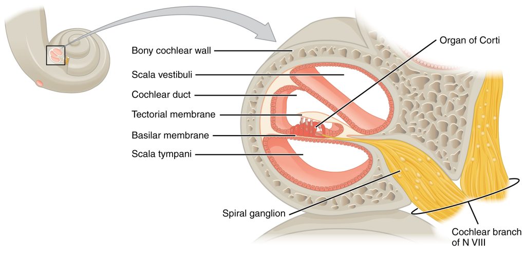 Diagram showing a cross section of the cochlea.