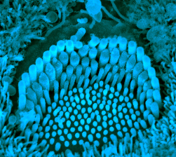 Scanning electron micrograph of the hair cells of the mouse ear.