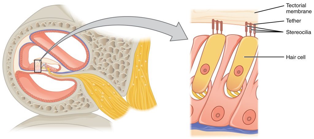 Diagram showing how hair cell stereocilia are located in the tectorial membrane of the organ of Corti.