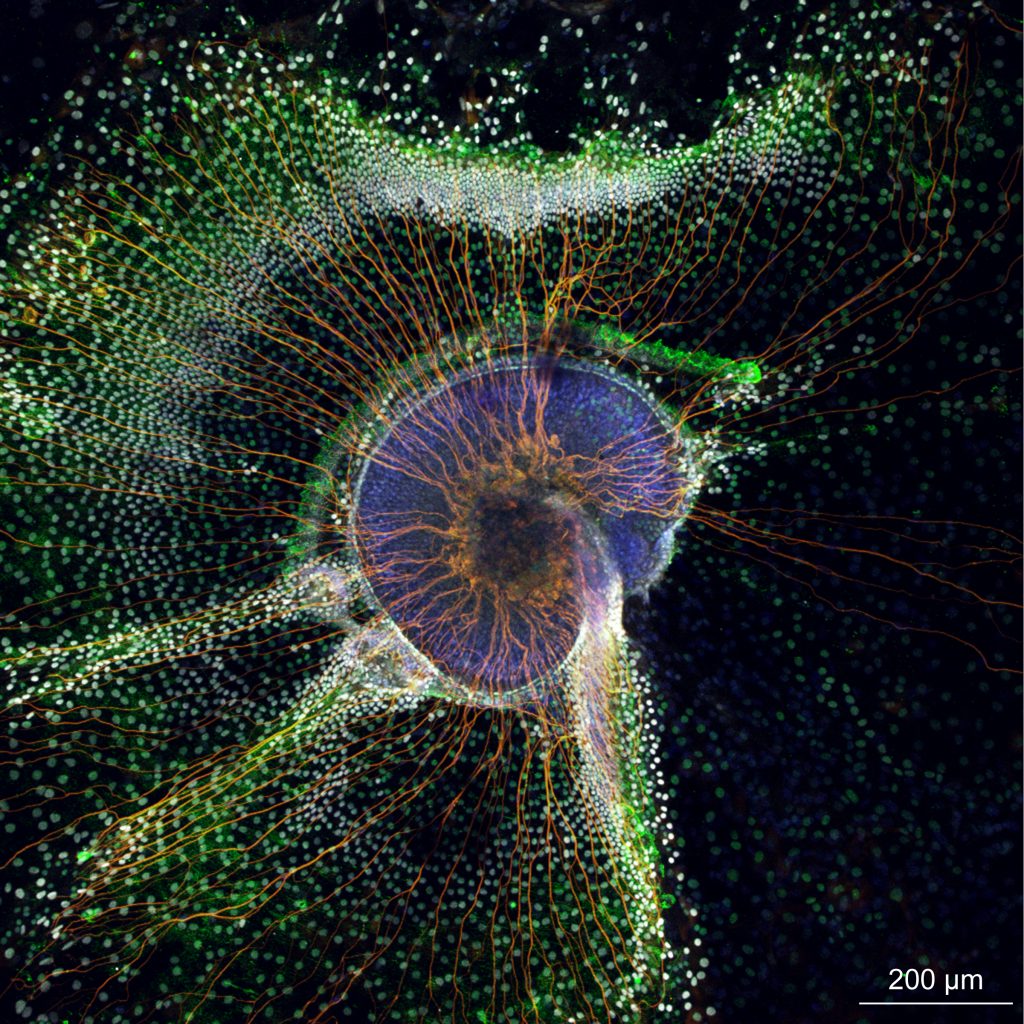 Photomicrograph of a mouse cochlea in culture.