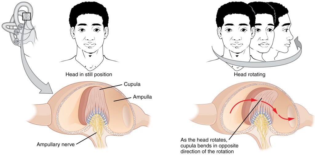 Diagram showing how head rotation produces stimulation of hair cells in the ampulla of the semicircular canals.