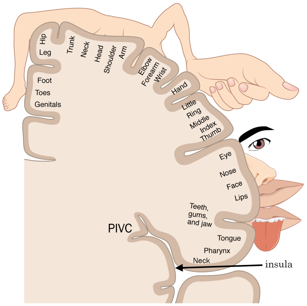 Diagram of the homunculus on the surface of somatosensory cortex modified to show the position of the PIVC.