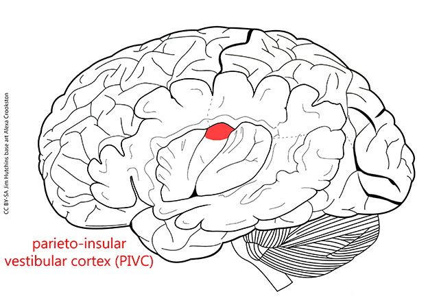 Diagram showing the location of primary vestibular cortex (parieto-insular vesibular cortex, PIVC).