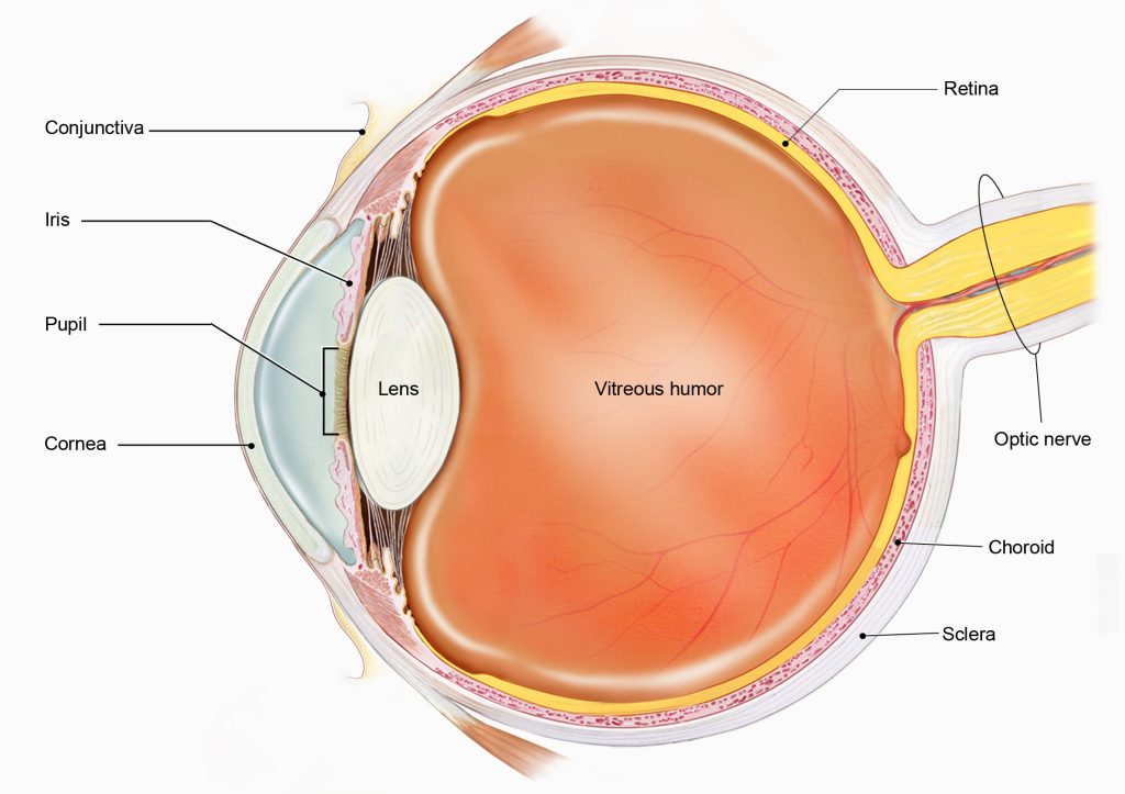 Diagram of the human eye in cross-section.